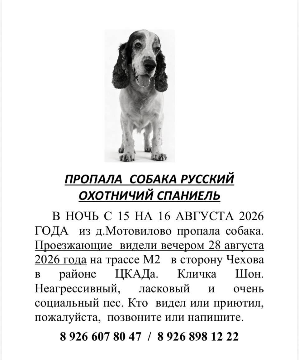 Найдена собака в Чехове — фото объявления