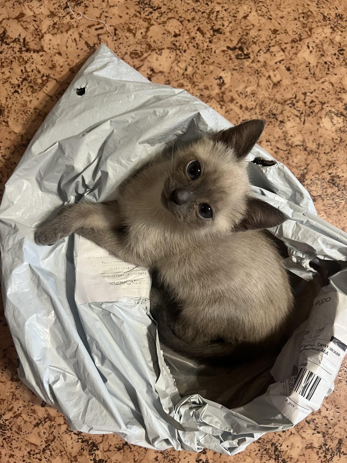 Пропала кошка в Саратове — Кошка (котенок) по кличке Луна/Лунтик