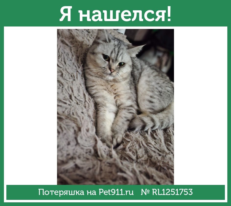 Найдена кошка в Нальчике — фото объявления