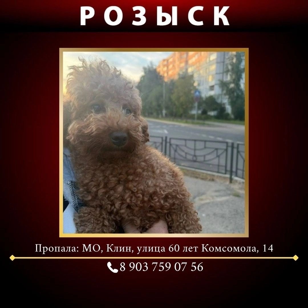 Найдена собака в Клине — фото объявления