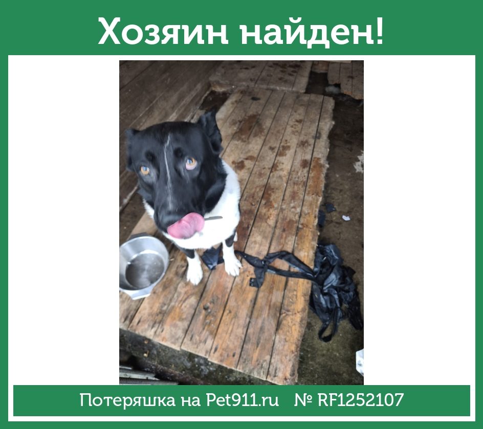 Найдена собака в Гатчине — фото объявления