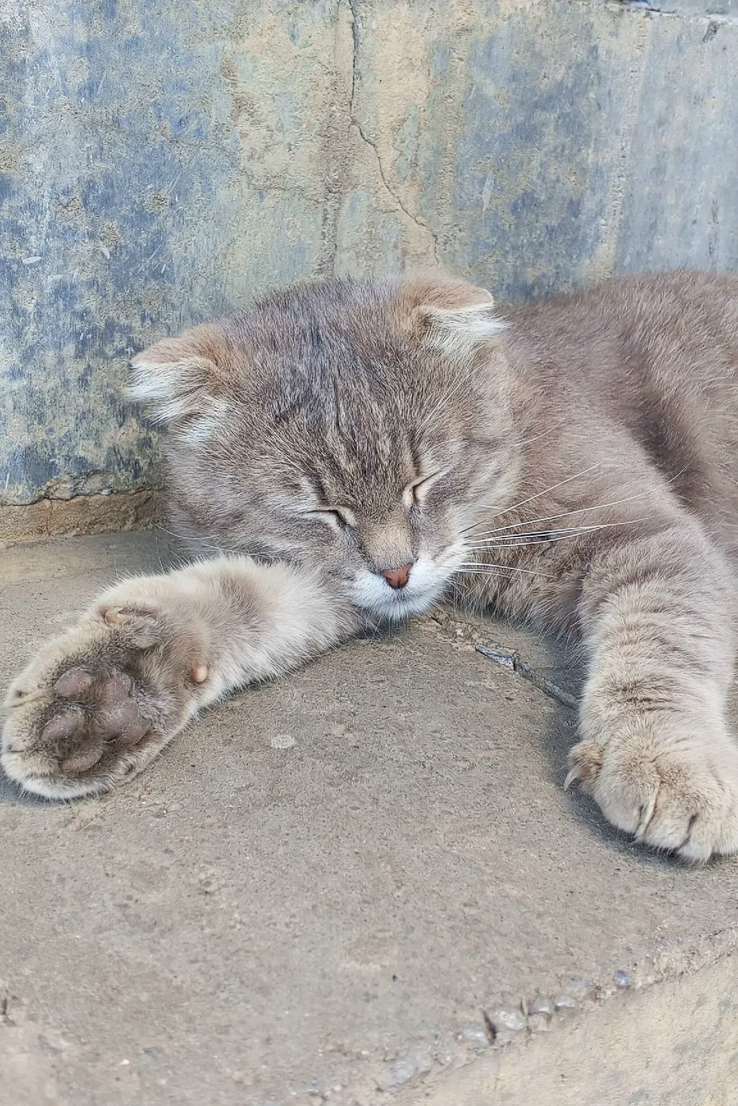 Найдена кошка в Белгороде — фото объявления