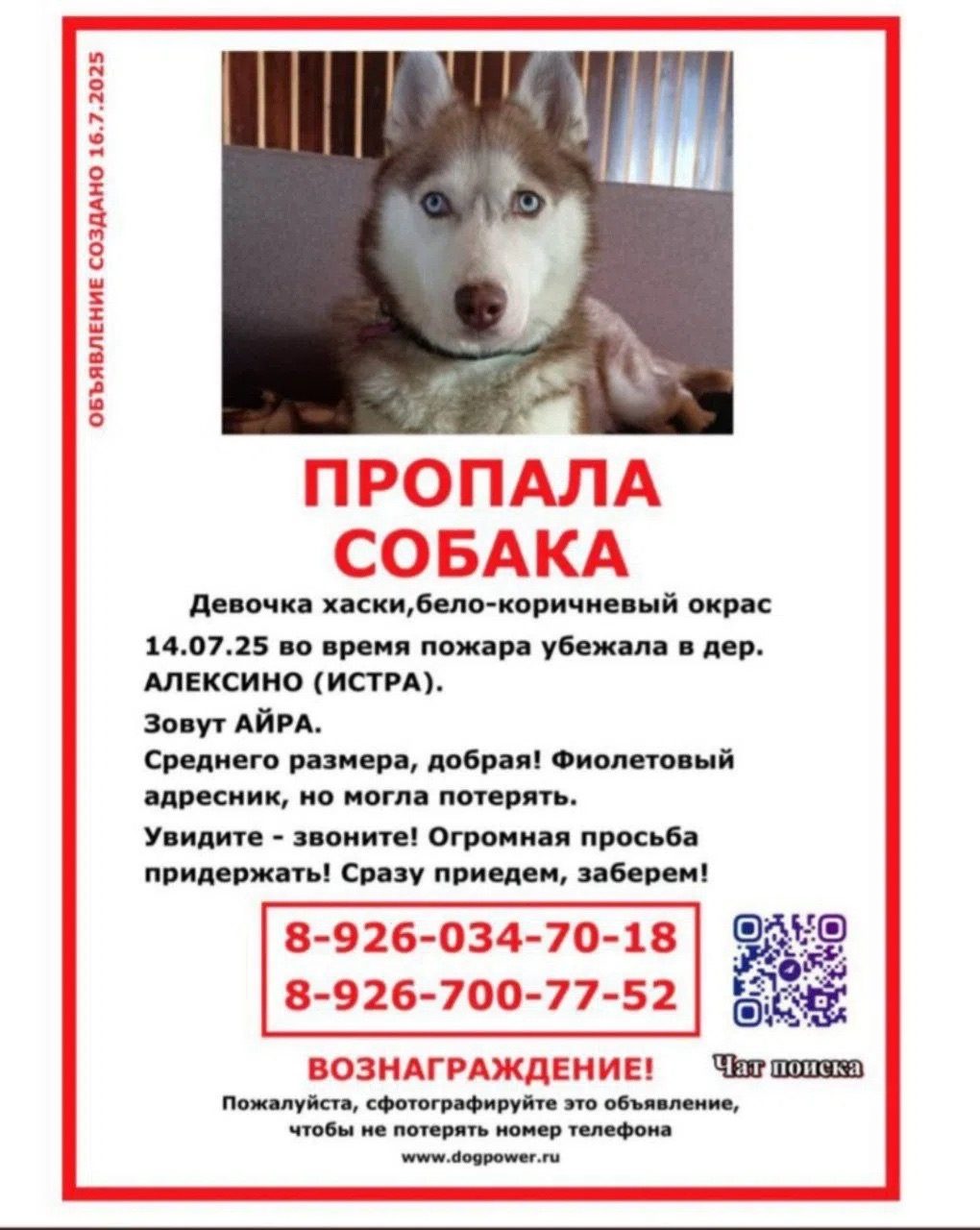 Найдена собака в Рузе — фото объявления