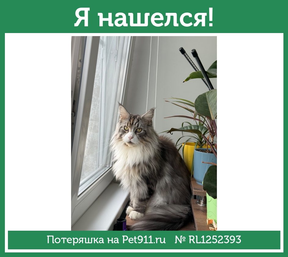 Найдена кошка в Твери — фото объявления