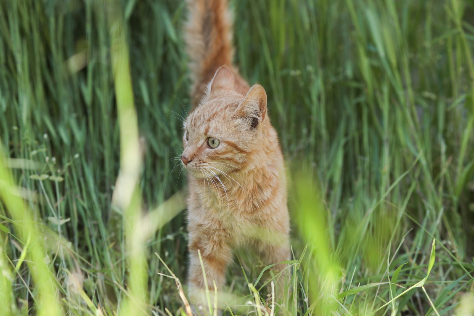 Объявление о питомце в Таганроге — фото объявления