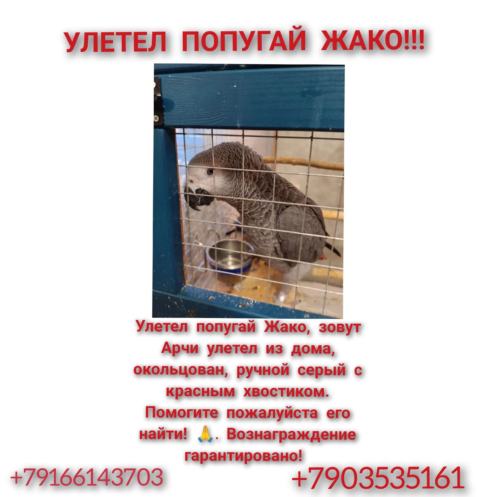 Объявление о питомце в Дмитрове — фото объявления