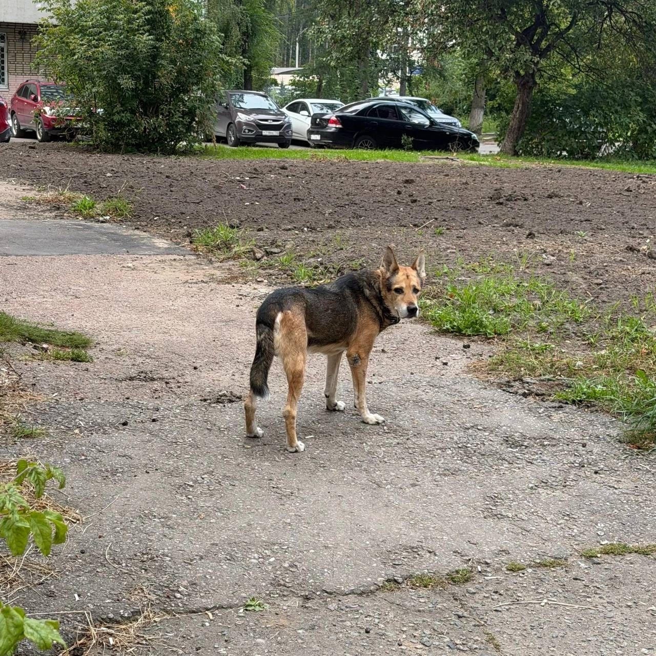 Объявление о питомце в Электростали — фото объявления