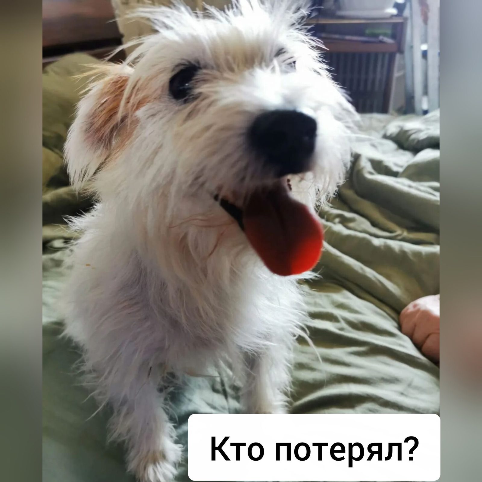 Найдена собака в Ставрополе — фото объявления