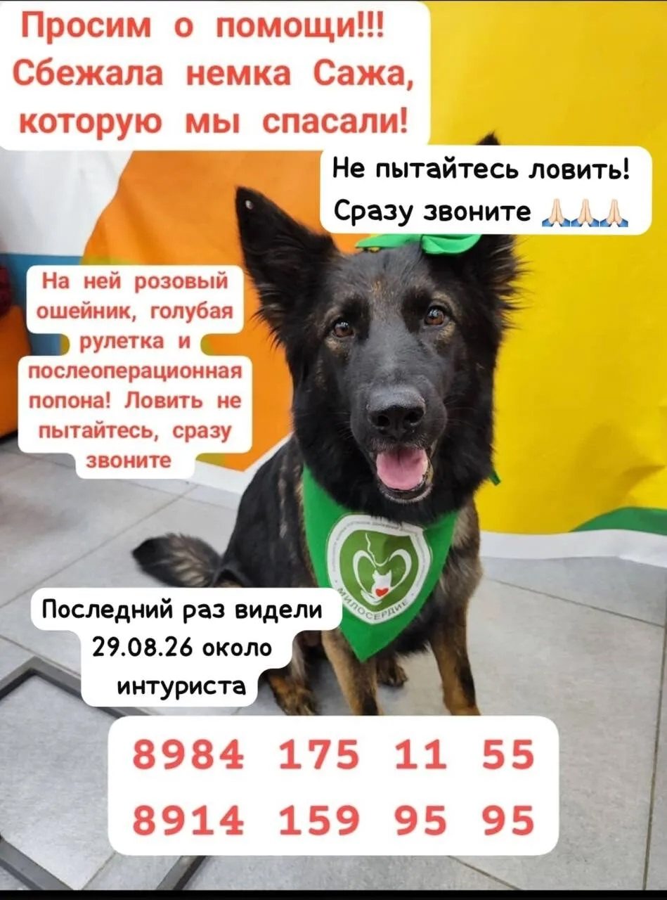 Найдена собака в Хабаровске — фото объявления