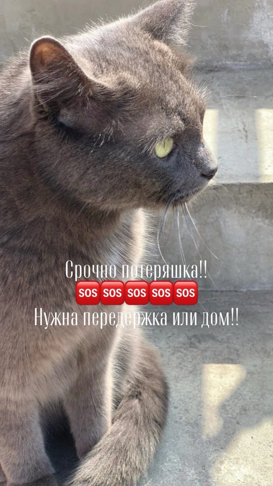 Объявление о питомце в Саранске — фото объявления