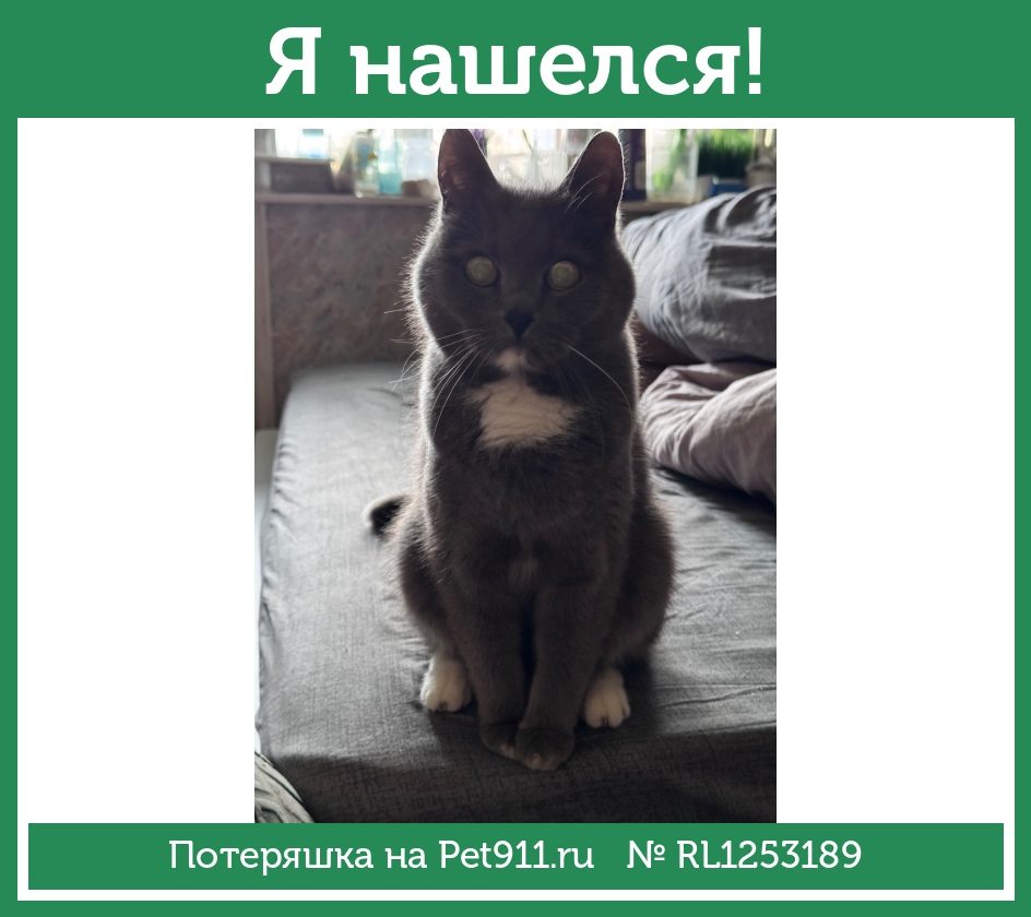 Найдена кошка в Отрадном — фото объявления