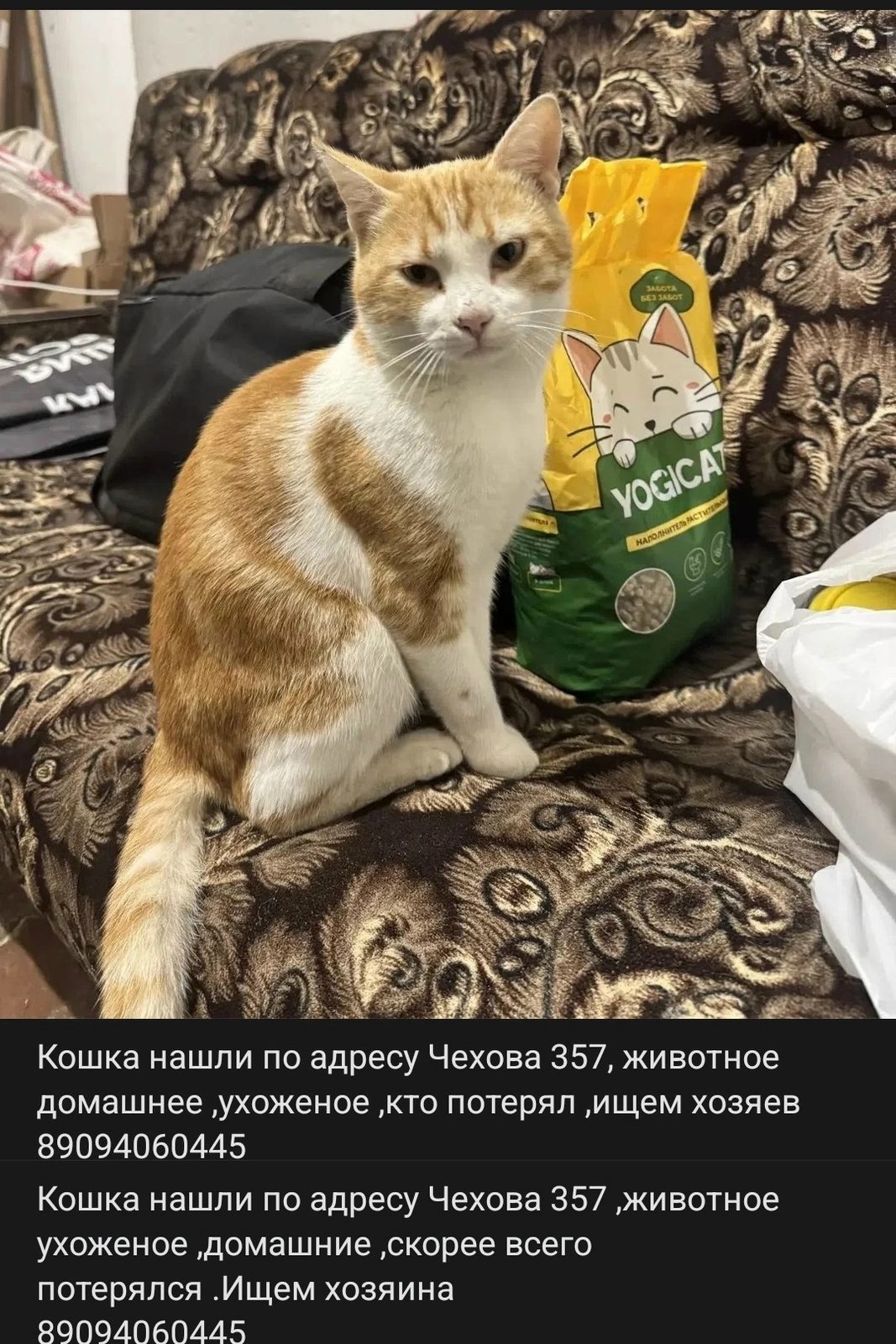 Объявление о питомце в Таганроге — фото объявления