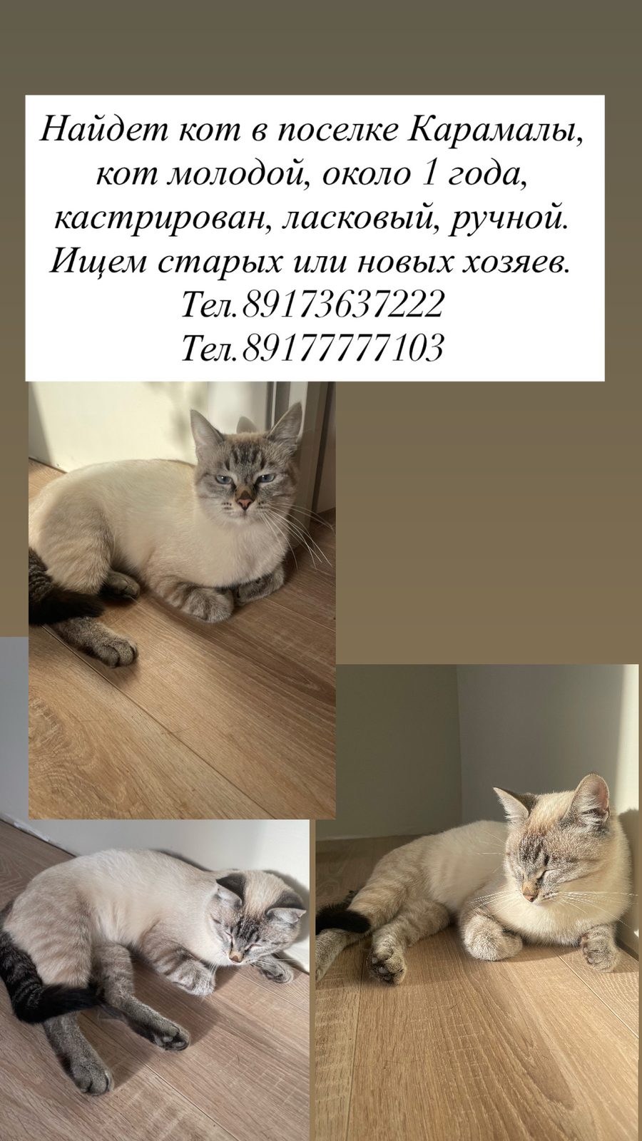 Найдена кошка в Уфе — фото объявления