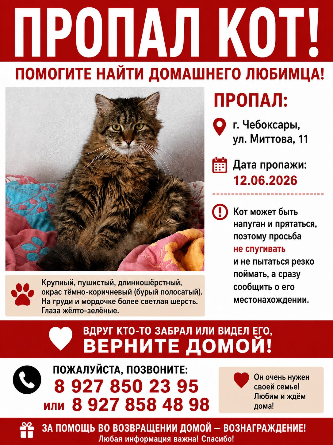 Пропала кошка в Чебоксарах — фото объявления