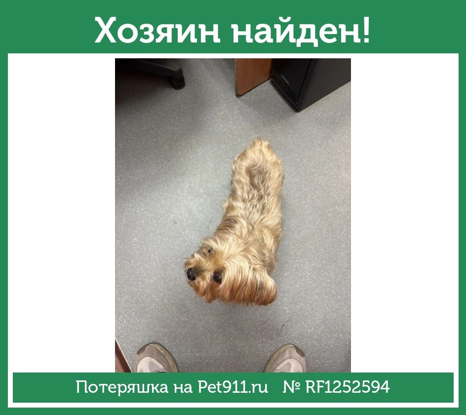 Найдена собака в Мурманске — фото объявления