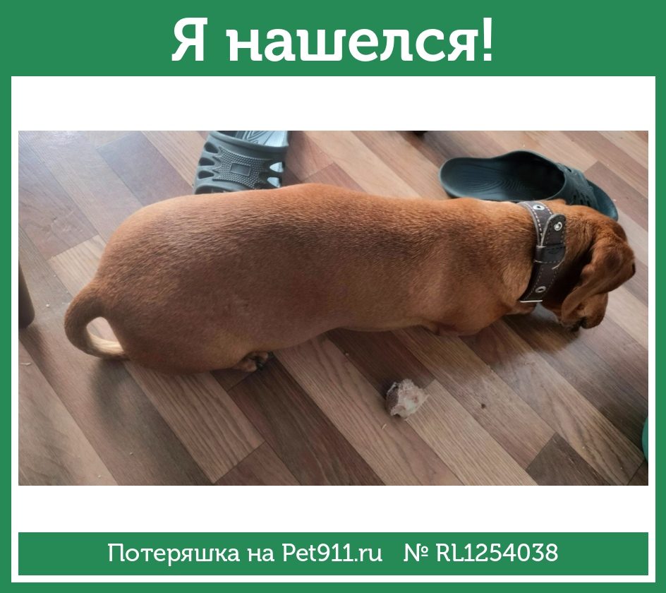 Найдена собака в Петрозаводске — фото объявления