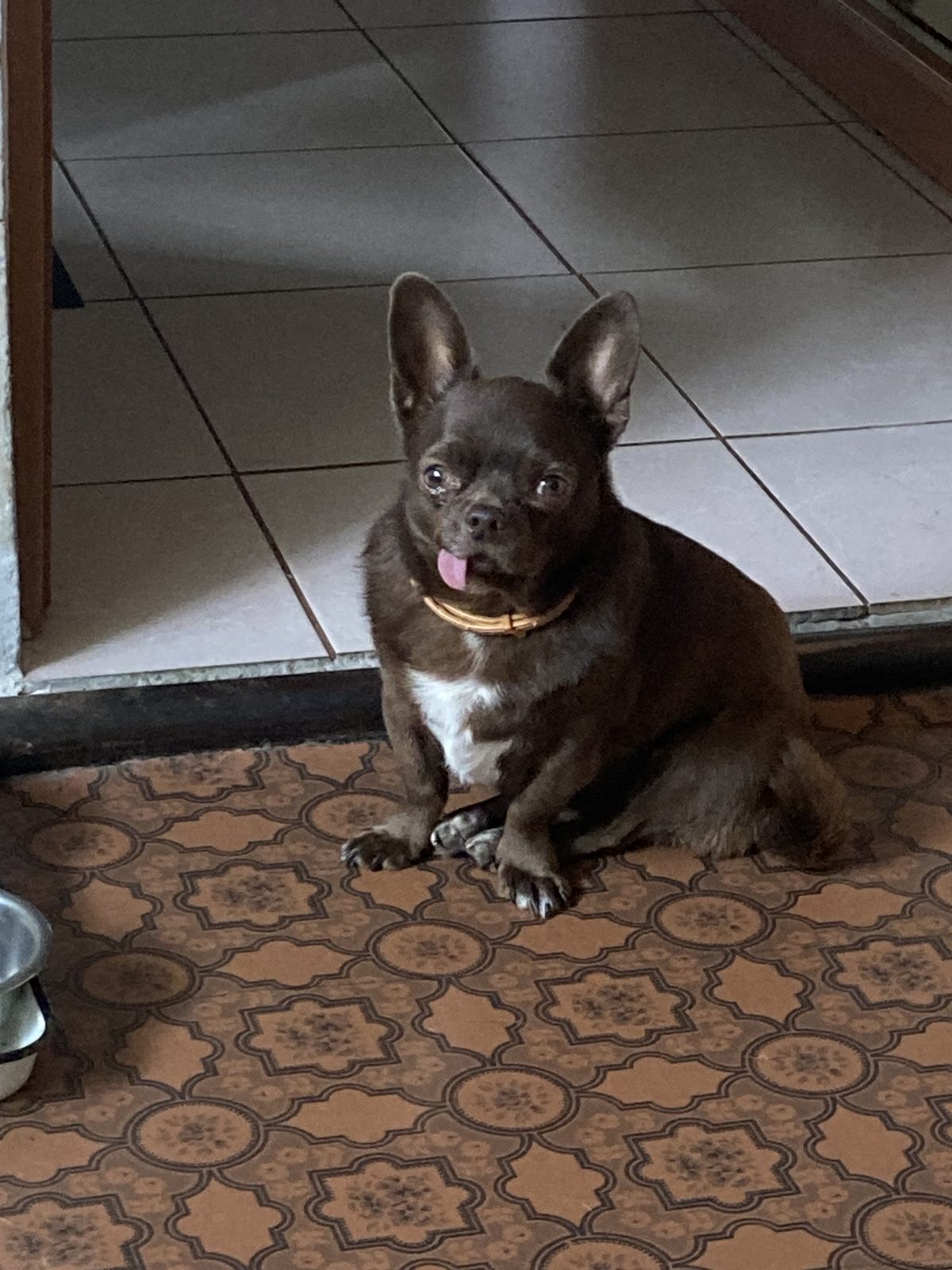 Пропала собака в Симферополе — фото объявления