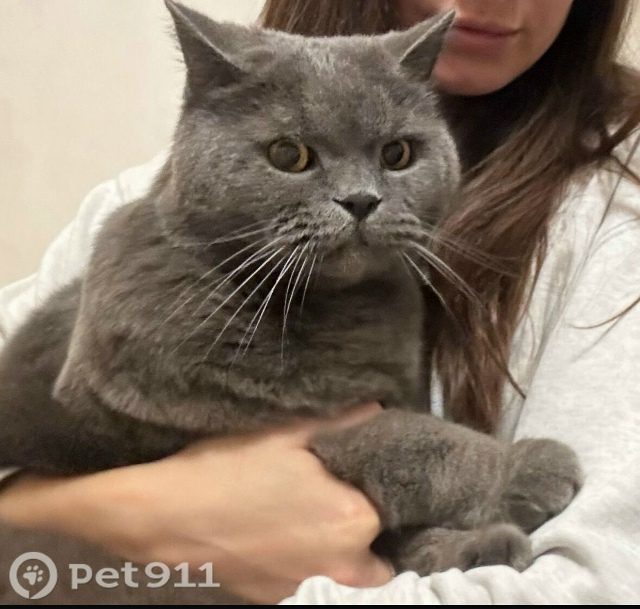 Найдена кошка в Нальчике — фото объявления