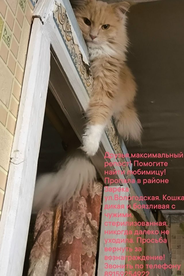 Найдена кошка в Костроме — фото объявления