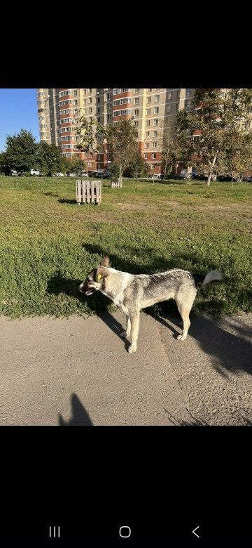 Найдена собака в Королёве — фото объявления