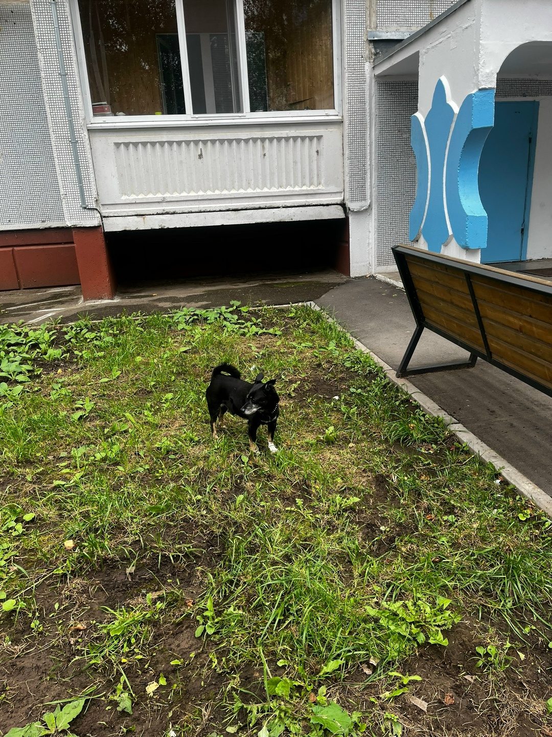 Объявление о питомце в Нижнекамске — фото объявления
