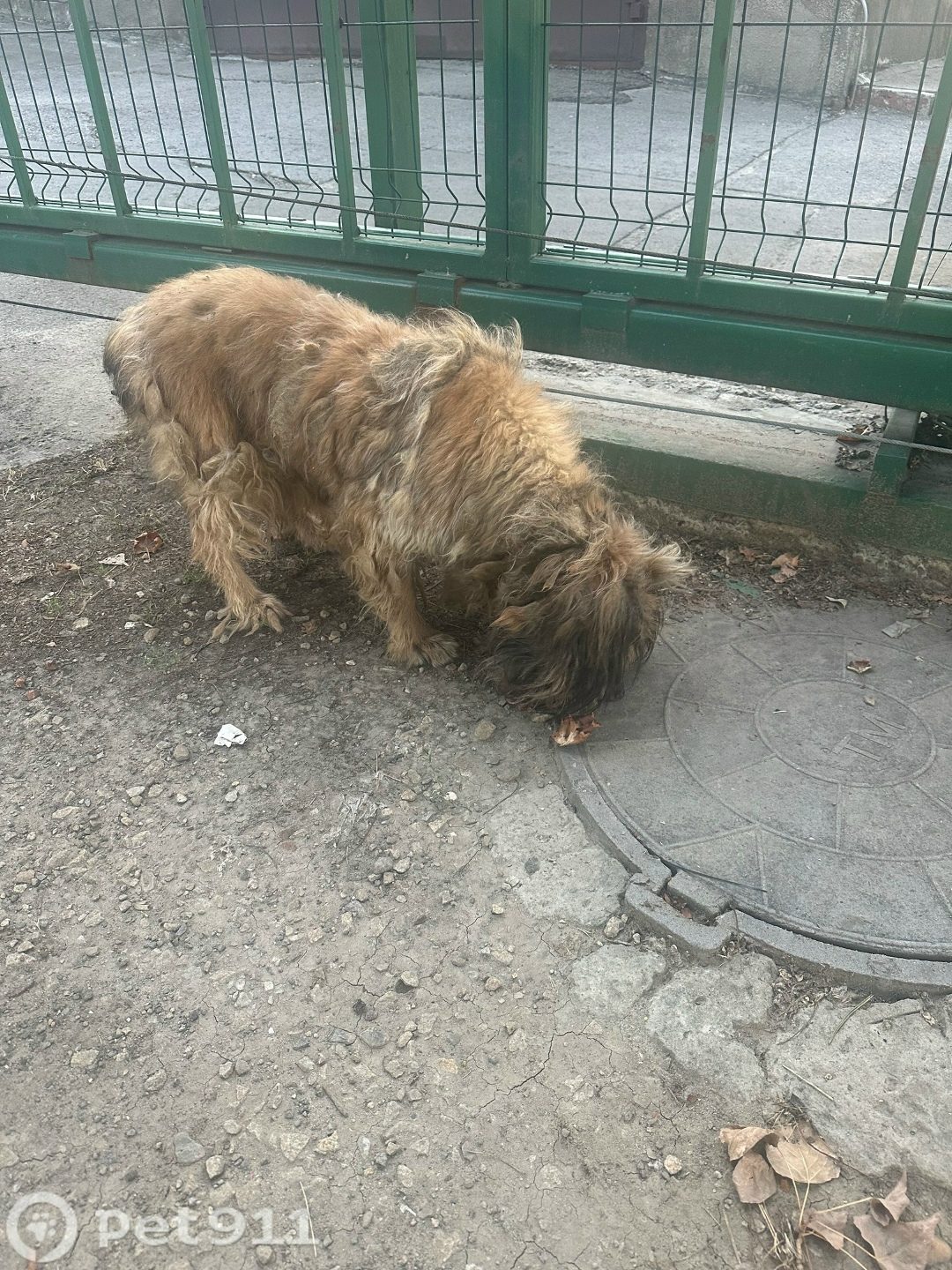 Найдена собака в Ростове-на-Дону — фото объявления