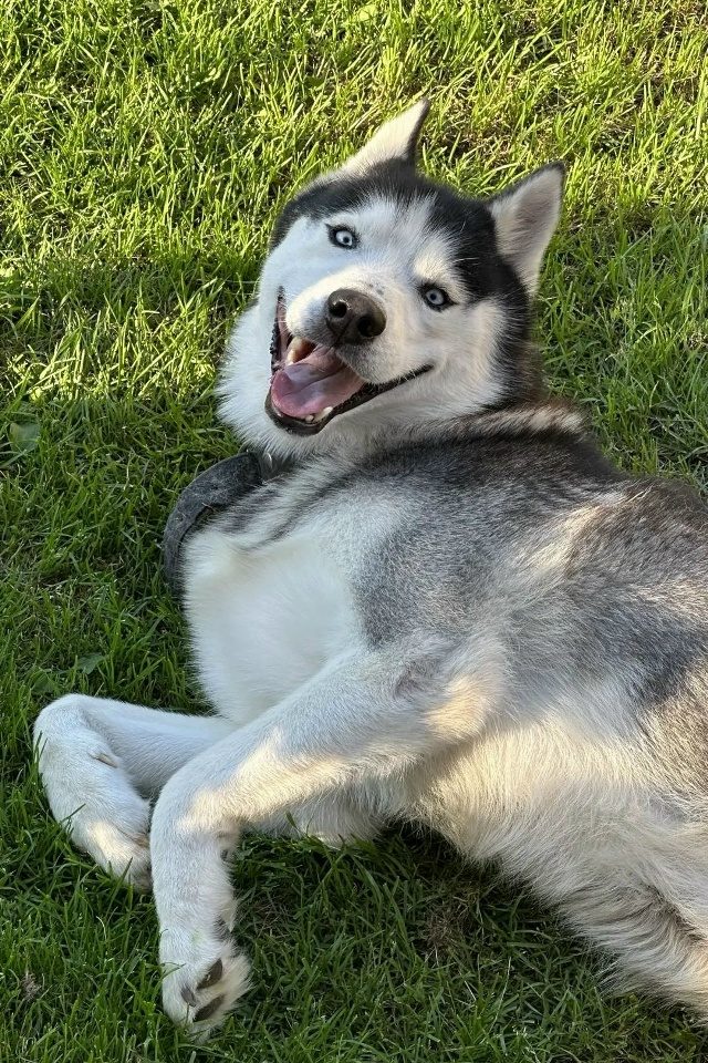 Найдена собака в Жуковском — фото объявления