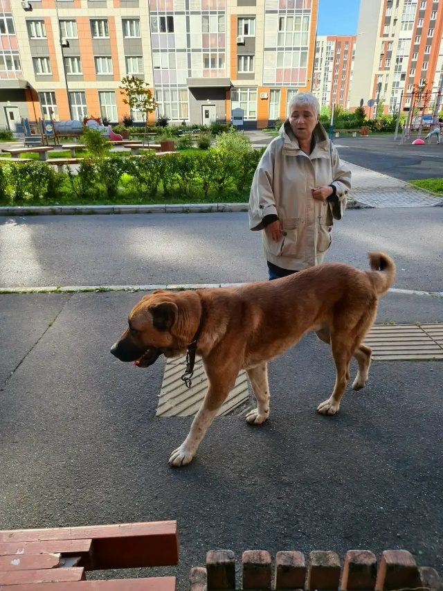 Объявление о питомце в Лобне — фото объявления