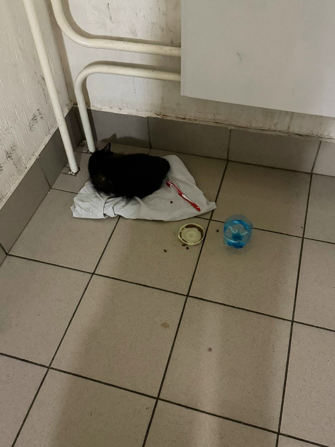 Найдена кошка в Кемерове — фото объявления