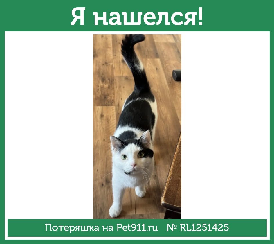 Найдена кошка в Наро-Фоминске — фото объявления