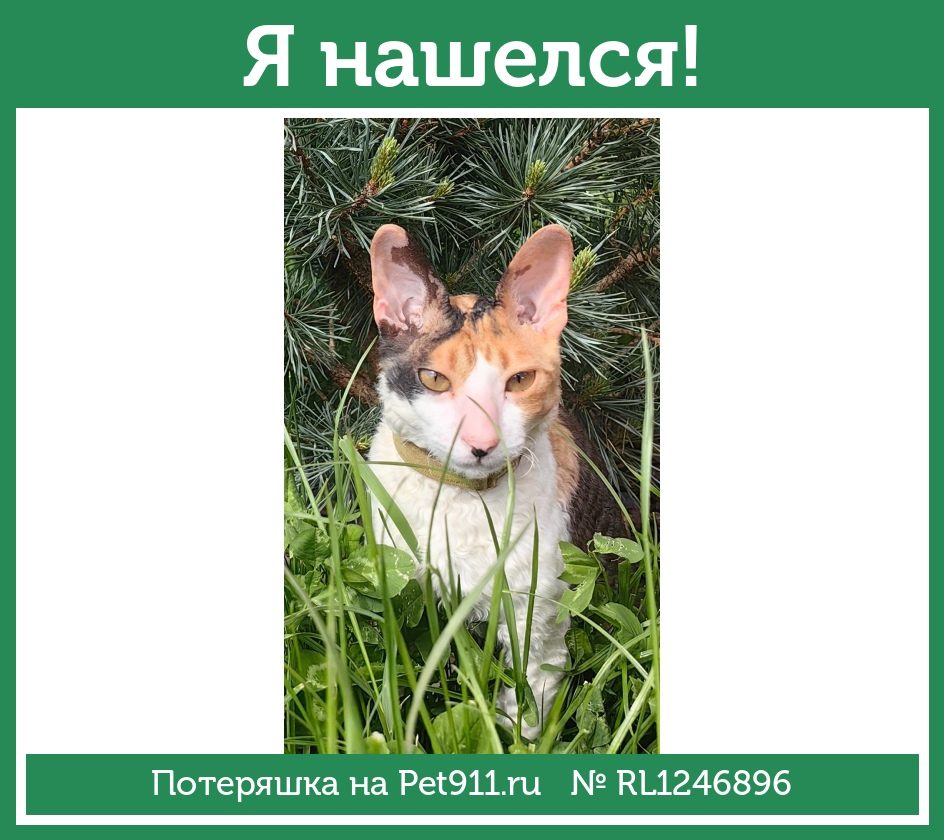 Найдена кошка в Липецке — фото объявления