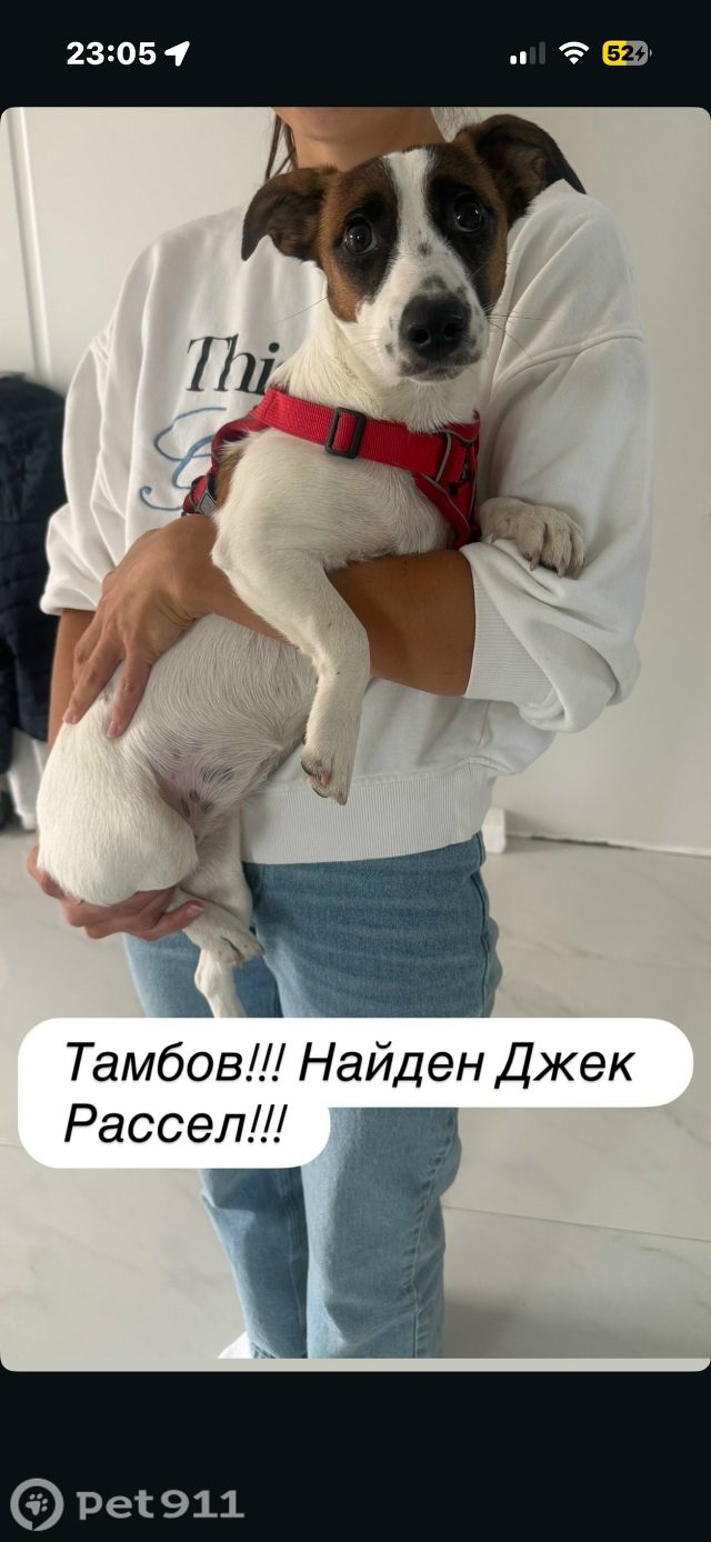 Найдена собака в Тамбове — фото объявления