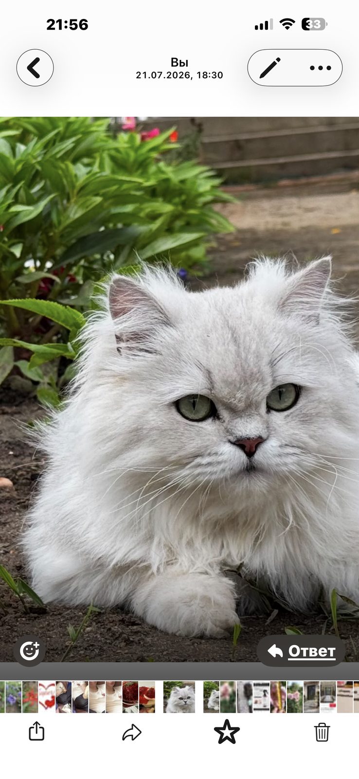 Пропала кошка в Домодедове — Ищу кота!