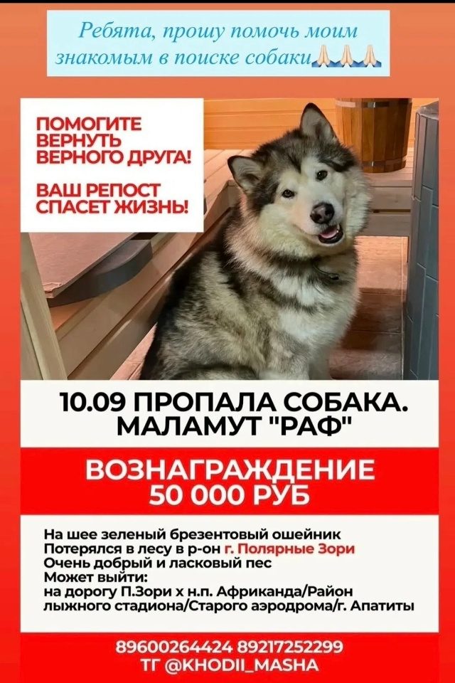 Найдена собака в Мурманске — фото объявления