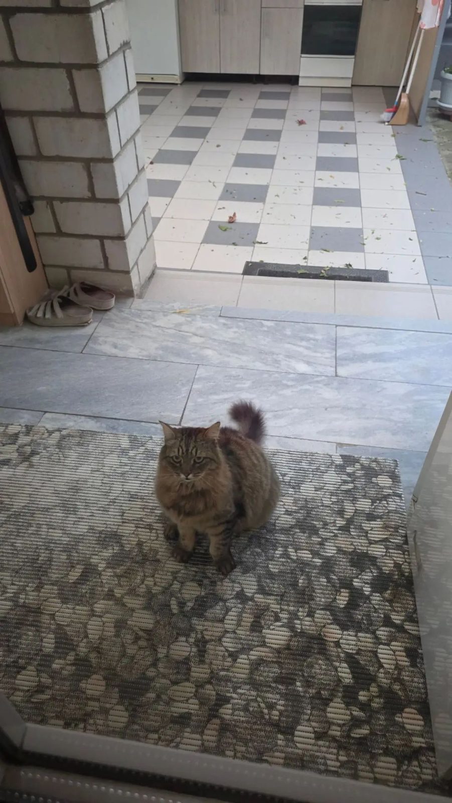 Пропала кошка в Геленджике — фото объявления