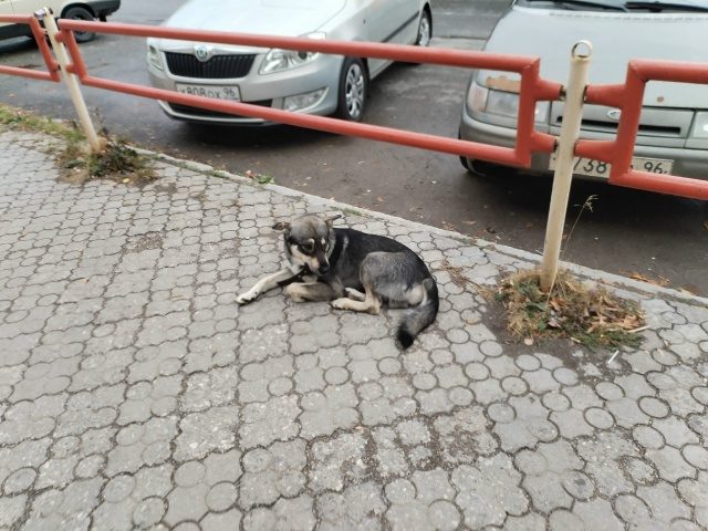 Объявление о питомце в Каменске-Уральском — фото объявления