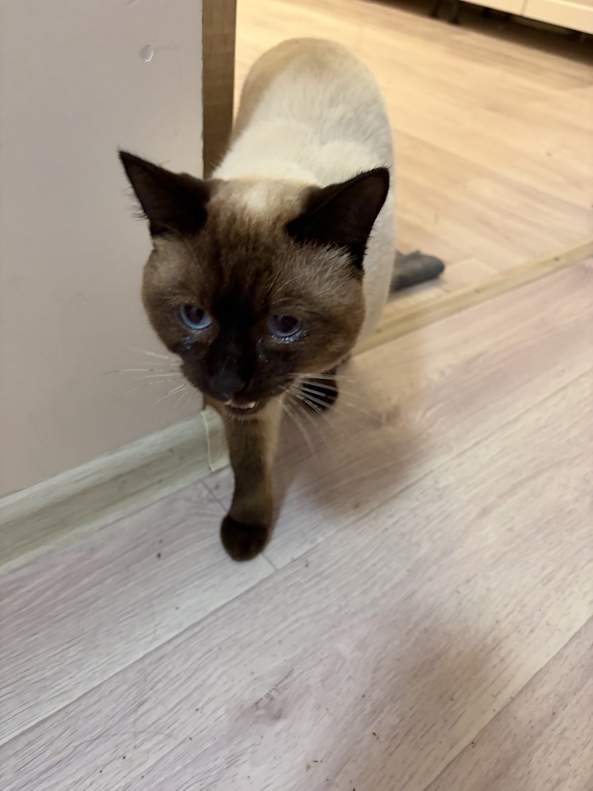 Найдена кошка в Якутске — Кто потерял кота?