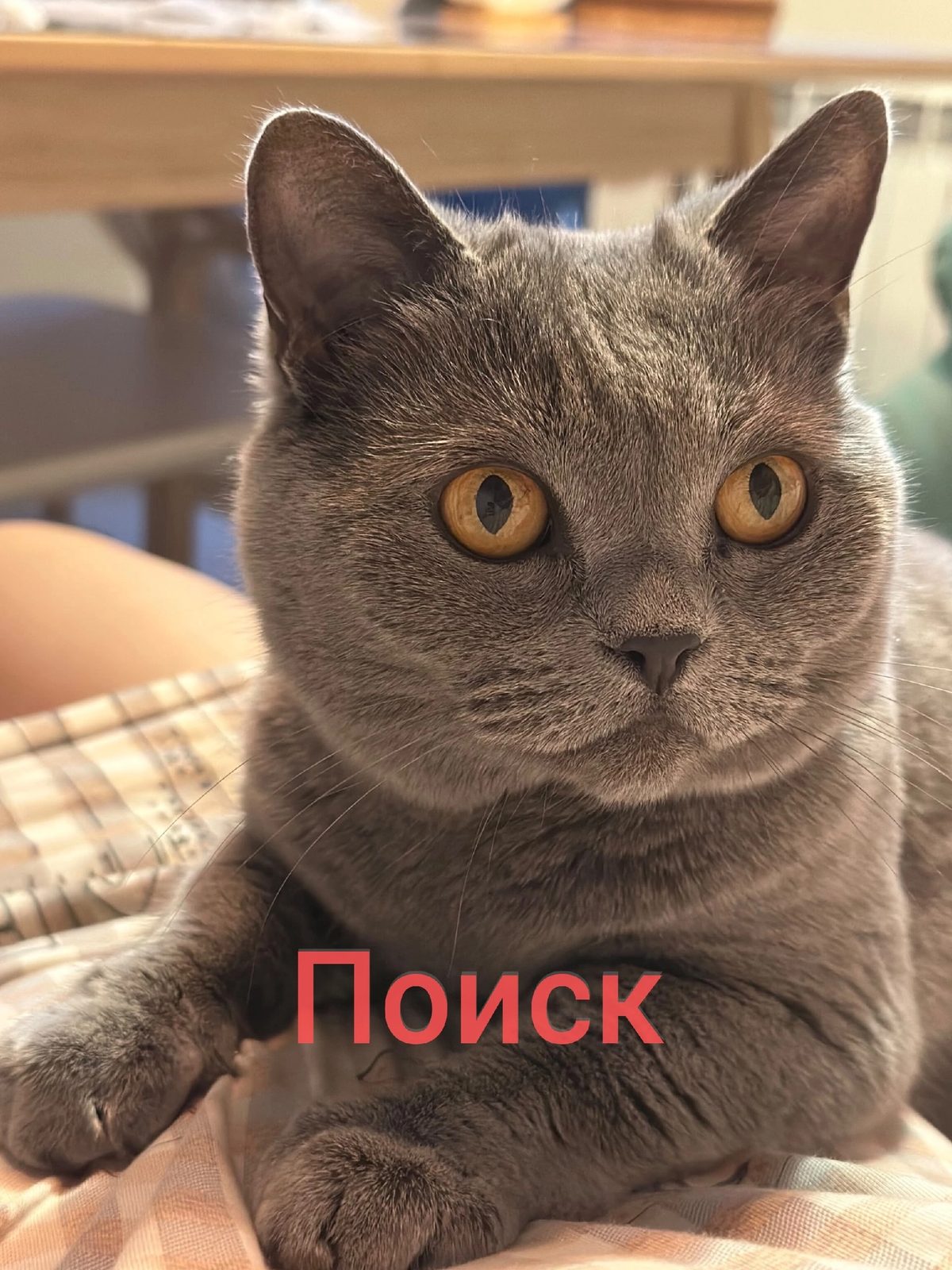 Пропала кошка в Омске — Поиск потерянной кошечки Буси!!!