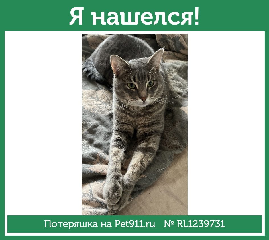 Найдена кошка в Наро-Фоминске — фото объявления