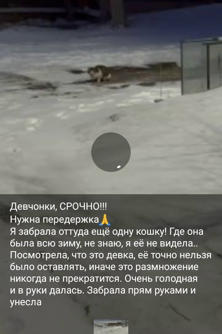 Найдена кошка в Красноярске — фото объявления