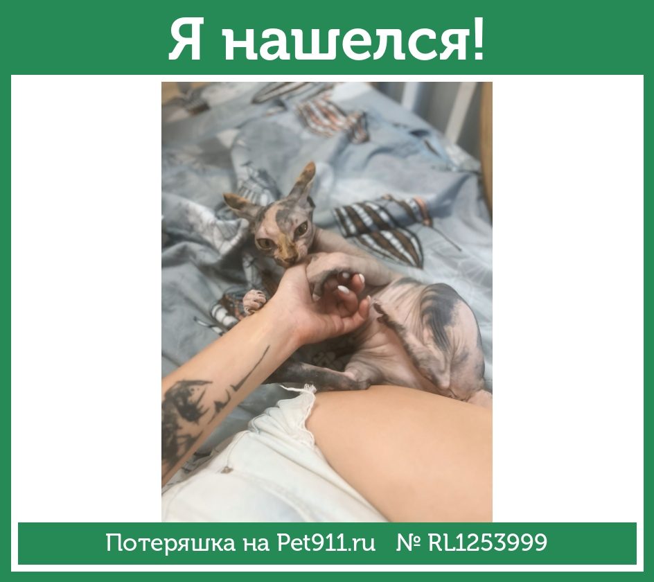 Найдена кошка в Астрахани — фото объявления