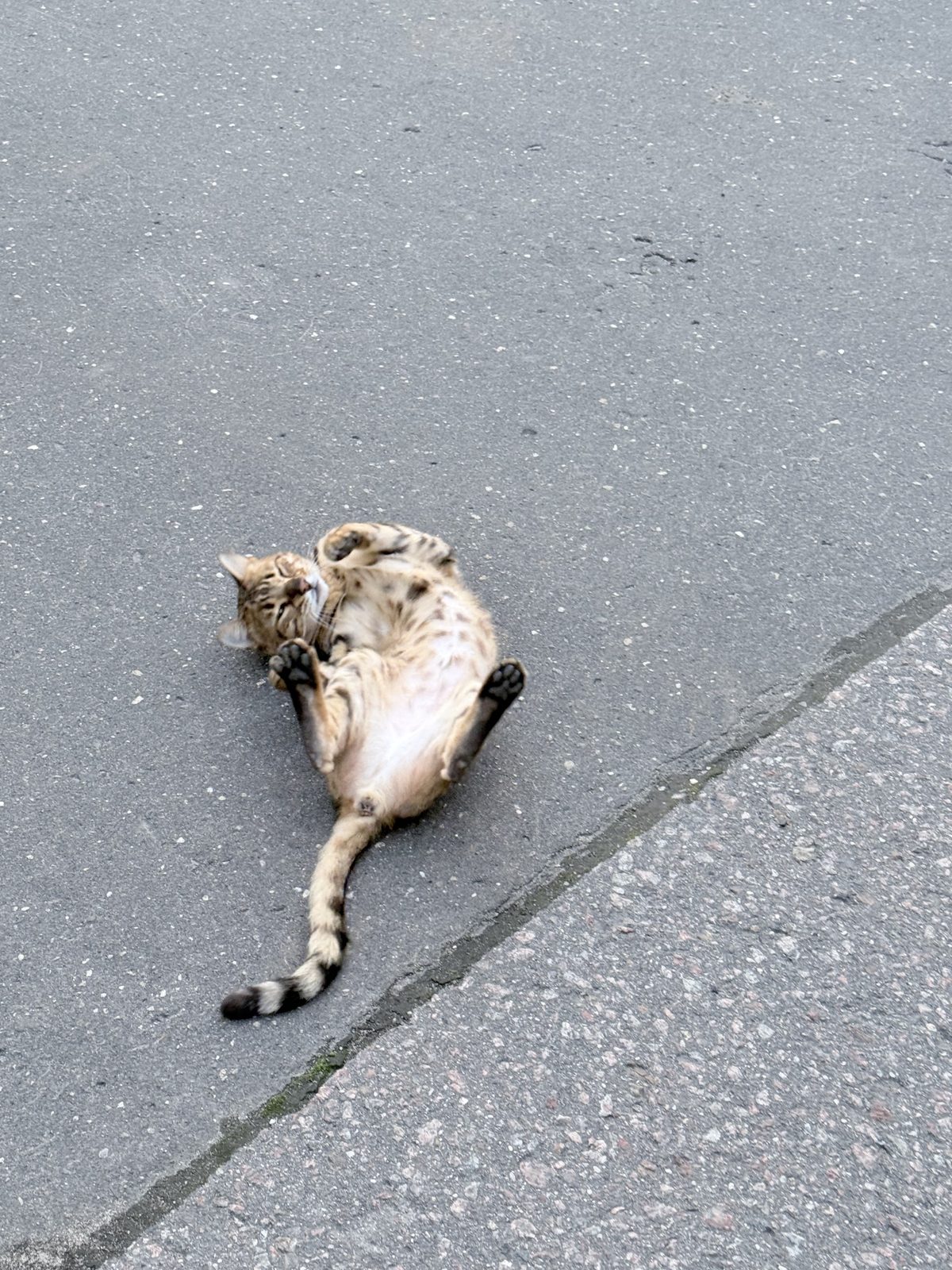 Найдена кошка в Москве — Видела кошечку/кота во дворе на стоянке между домами на ул. Лефортовский вал дом 9 к1 и дом 9 с2