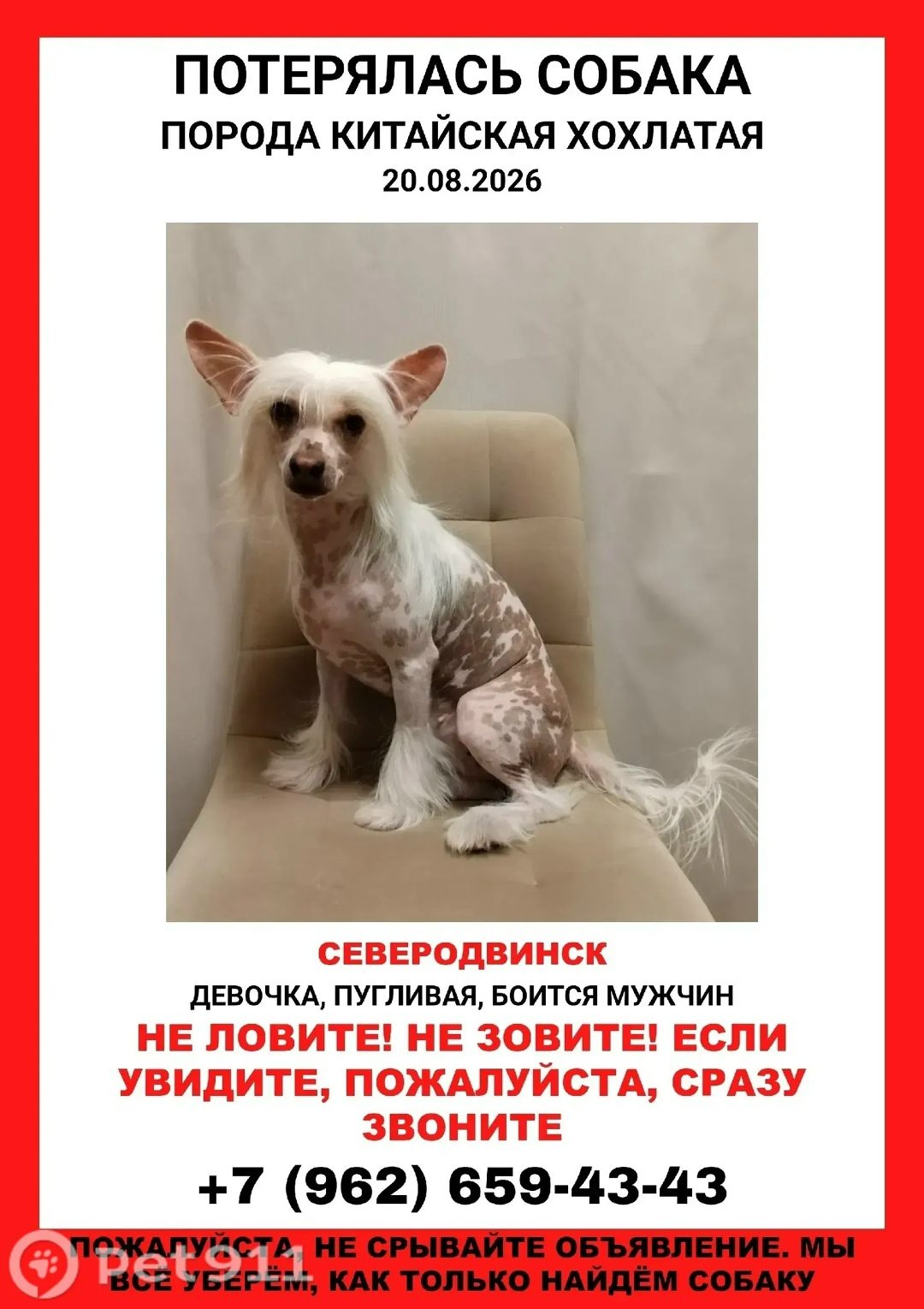 Найдена собака в Архангельске — фото объявления