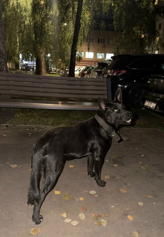 Найдена собака в Раменском — фото объявления
