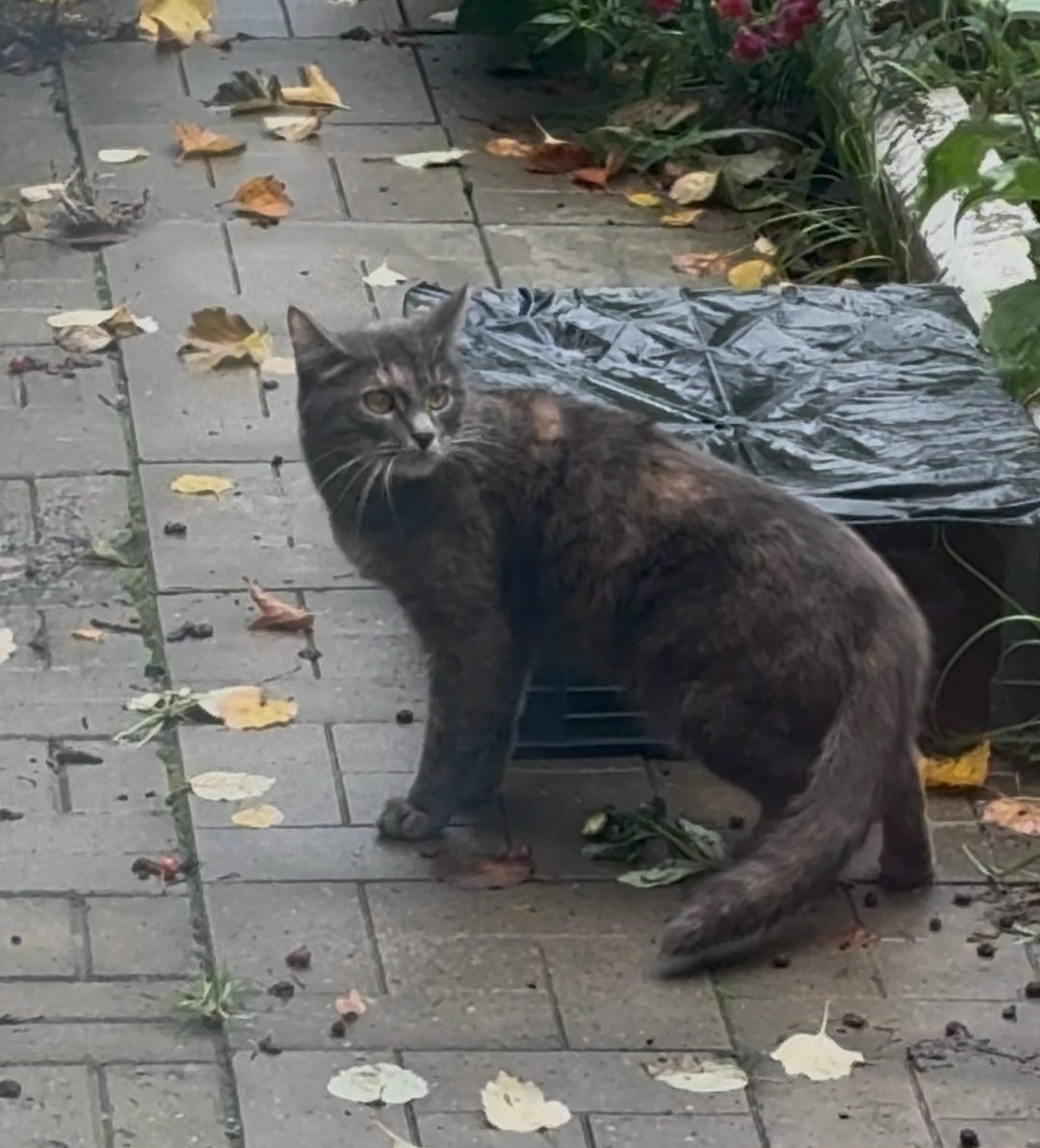 Найдена кошка в Перми — фото объявления