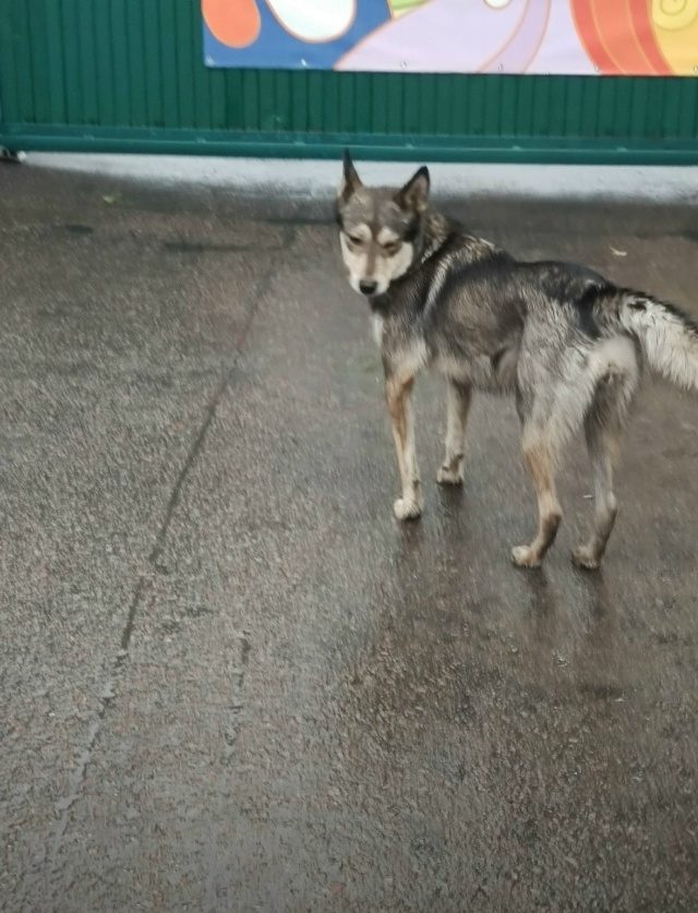 Найдена собака в Воронеже — фото объявления