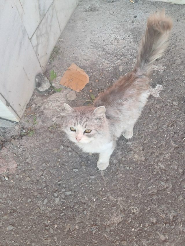 Найдена кошка в Курске — фото объявления