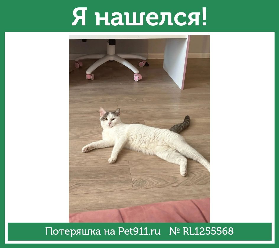 Найдена кошка в Твери — фото объявления