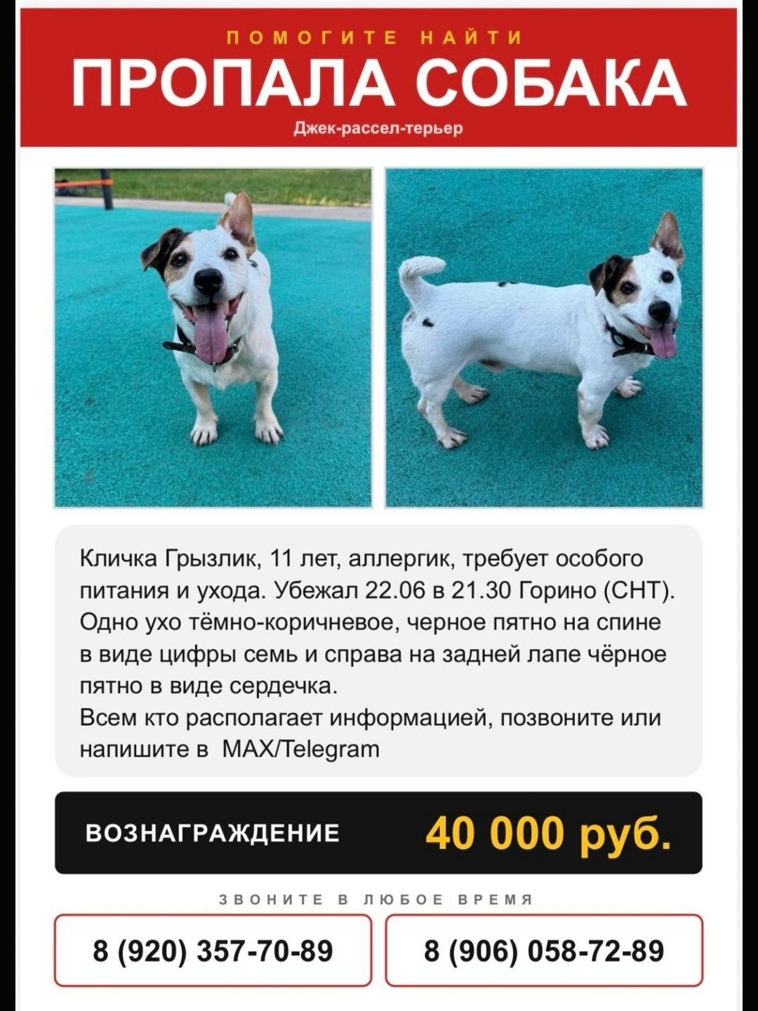Найдена собака в Иванове — фото объявления