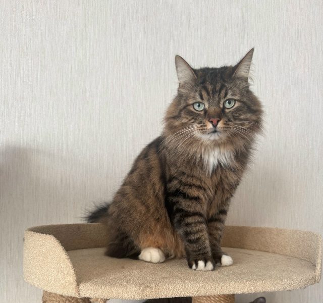 Найдена кошка в Калуге — фото объявления